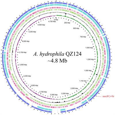 Identification and characterization of a novel 6′-N-aminoglycoside acetyltransferase AAC(6′)-Va from a clinical isolate of Aeromonas hydrophila